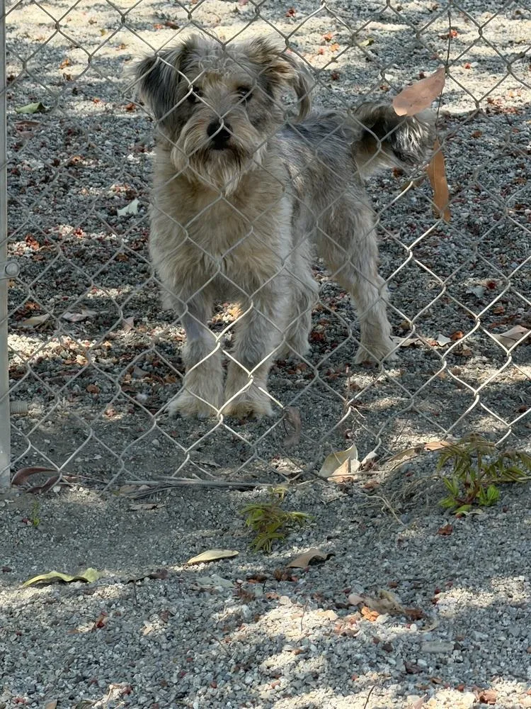 Chico