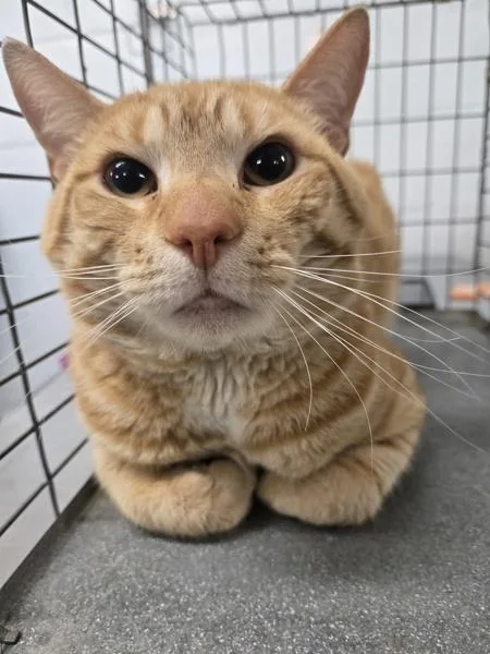An adult large-sized male Domestic Short Hair cat named Perfect Lil Loaf for adoption in Millersville, MD