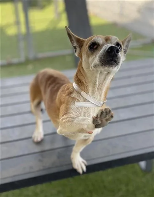 An adult medium-sized male Chihuahua dog named Chico for adoption in Downey, CA