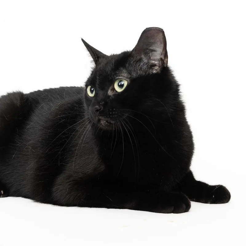 An adult large-sized female Black Domestic Short Hair cat named Eloise for adoption in Franklin, TN