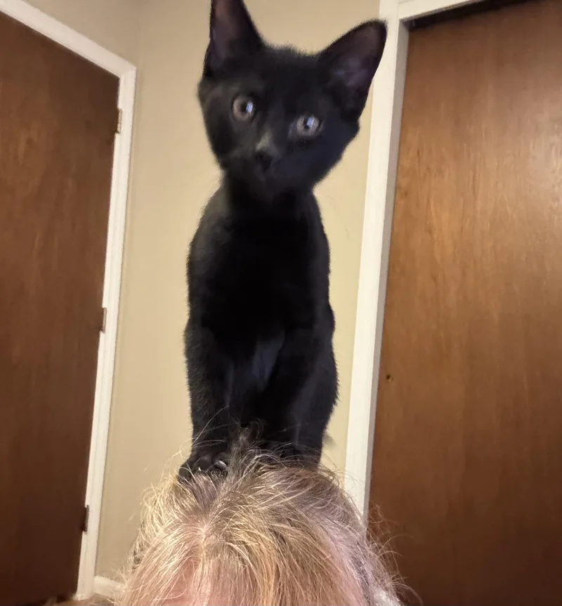 A baby medium-sized male Black Siamese cat named Ross for adoption in Avondale, PA