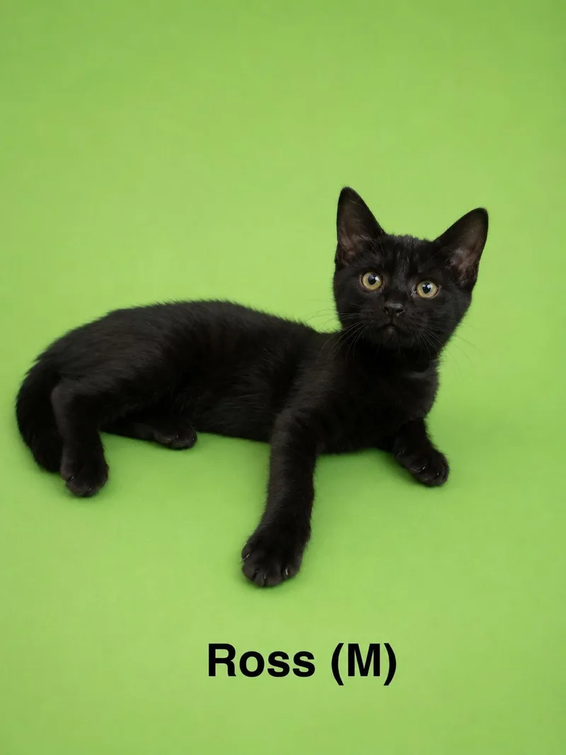 Ross thumbnail 2