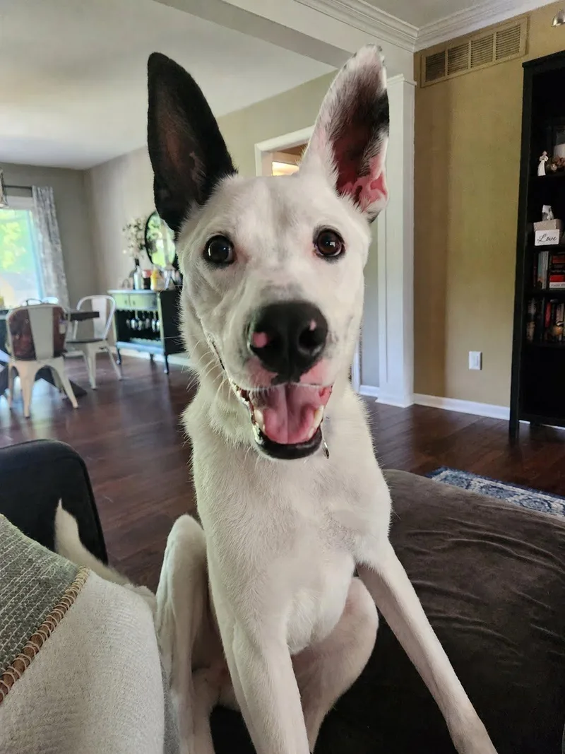 A young large-sized male White / Cream Shepherd dog named Frosty for adoption in Oswego, IL