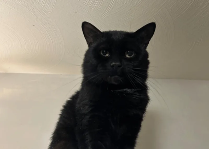 An adult large-sized male Domestic Short Hair cat named Leo for adoption in East Hartford , CT