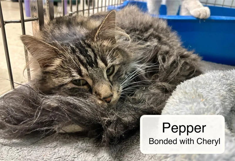 An adult medium-sized female Calico Domestic Short Hair cat named Cheryl Bonded With Pepper for adoption in Ellicott City, MD