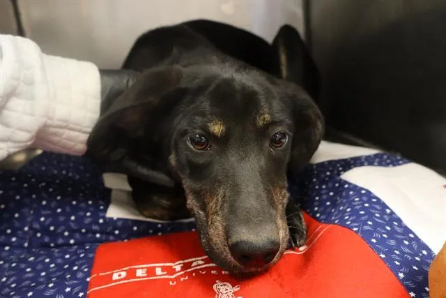 A baby small-sized female Mixed Breed dog named Lakespur for adoption in Columbia, SC