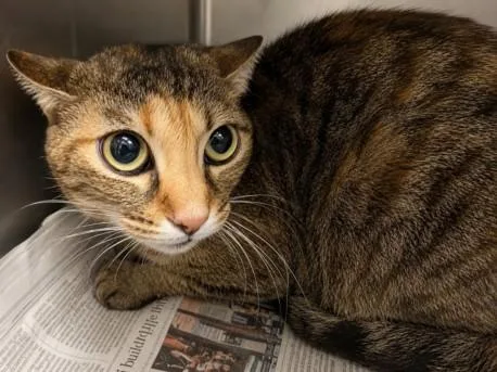 A young medium-sized female Domestic Short Hair cat named Rosie for adoption in Chatsworth, CA