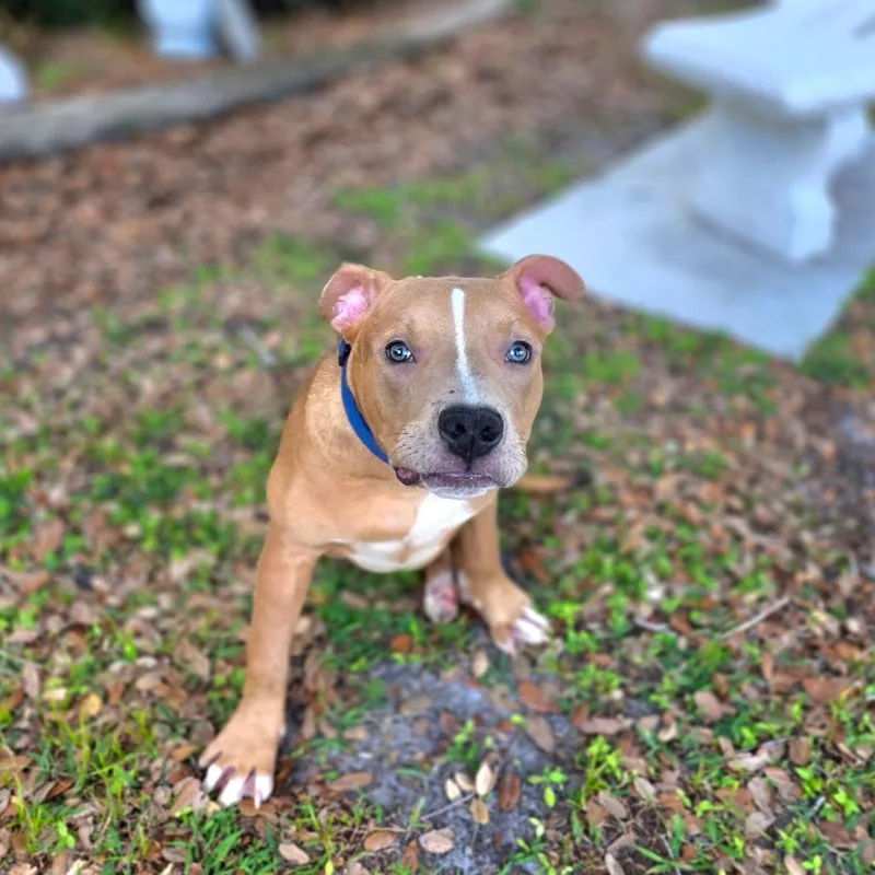 A young medium-sized male Yellow / Tan / Blond / Fawn Mixed Breed dog named Kush for adoption in Port Charlotte, FL