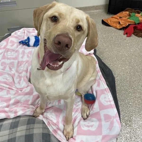 An adult large-sized female Yellow / Tan / Blond / Fawn Labrador Retriever dog named Mavis for adoption in Prince Frederick, MD