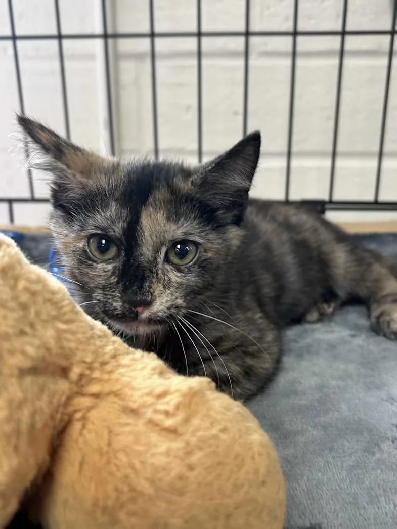 A baby medium-sized female Tortoiseshell Domestic Short Hair cat named Tortellini for adoption in Greensboro, NC