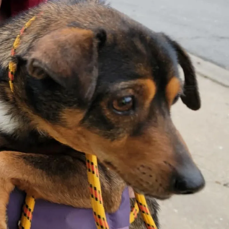 Little Copper thumbnail 2