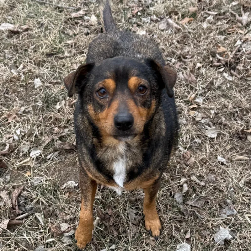 Little Copper thumbnail 3