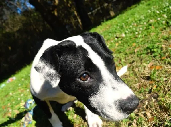 Happy Meal thumbnail 2