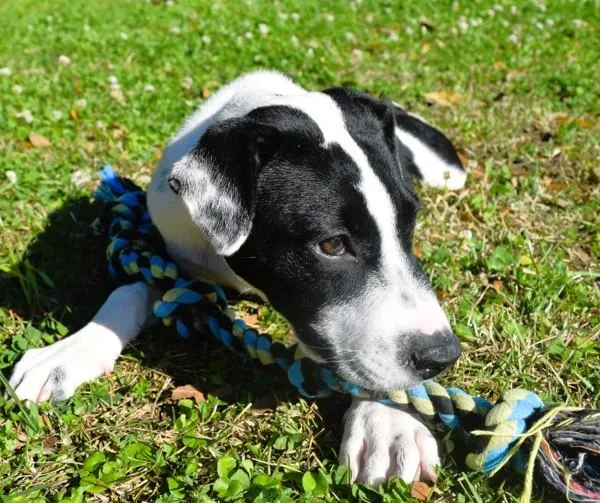 Happy Meal thumbnail 3