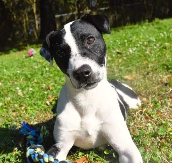 Happy Meal thumbnail 4