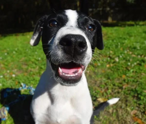 Happy Meal thumbnail 5