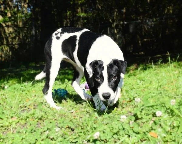 Happy Meal thumbnail 6