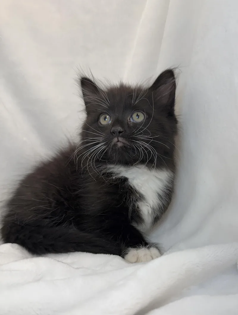 A baby medium-sized male Domestic Long Hair cat named Puffy for adoption in Greensboro, NC
