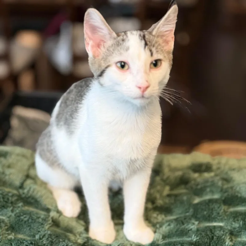 A baby small-sized male White Domestic Short Hair cat named Dusty for adoption in Marion, IA