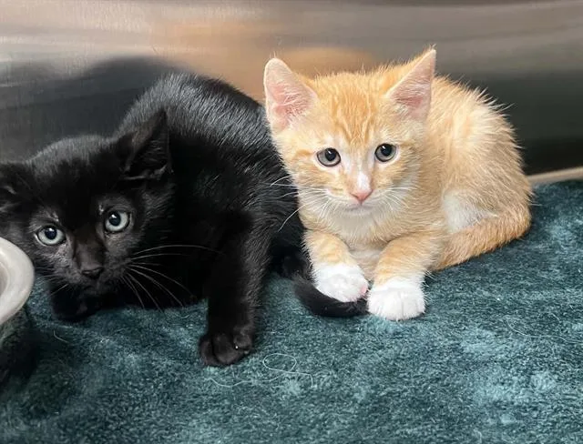 A baby small-sized male Domestic Short Hair cat named Charlie for adoption in Tustin, CA