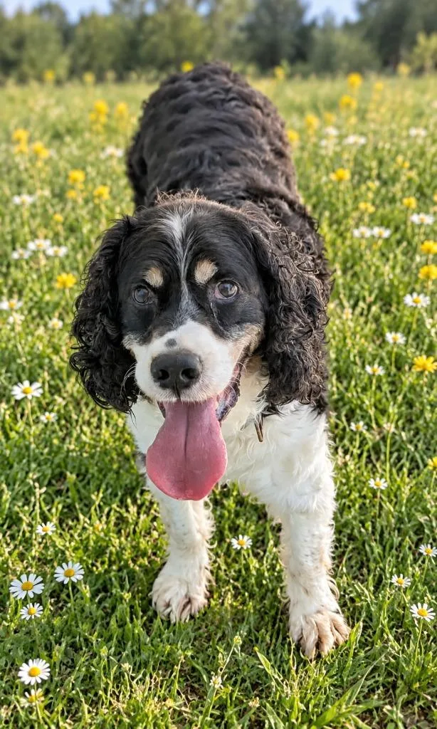 A senior medium-sized male English Springer Spaniel dog named Remington for adoption in St. Augustine, FL