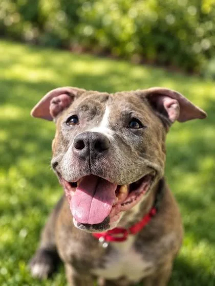 A senior large-sized female Mixed Breed dog named Pebbles for adoption in Savannah, GA