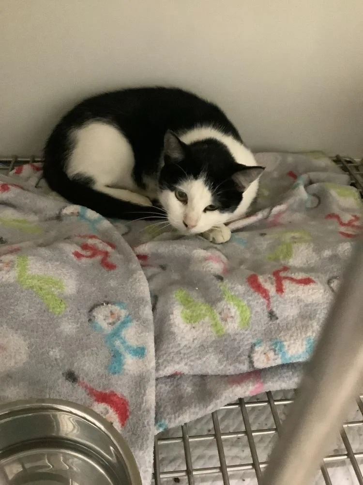 A young small-sized female Black & White / Tuxedo Domestic Short Hair cat named Morticia for adoption in Innsbrook, MO