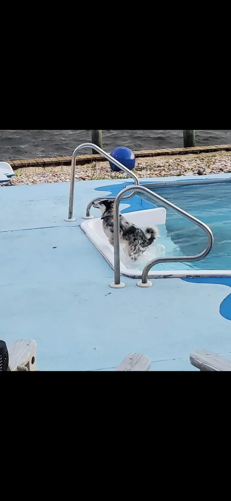 An adult medium-sized male Tricolor (Brown, Black, & White) Pomsky dog named Oreo for adoption in seaside heights, NJ