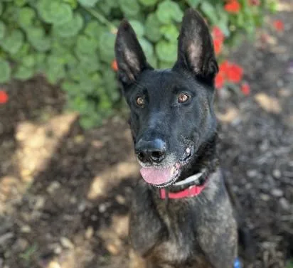 An adult large-sized male Dutch Shepherd dog named Spock for adoption in Martinez, CA