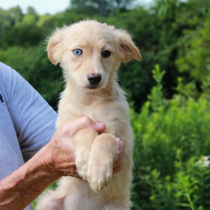 A baby medium-sized female Yellow / Tan / Blond / Fawn Australian Shepherd dog named CT Bubbles for adoption in Stormville, NY