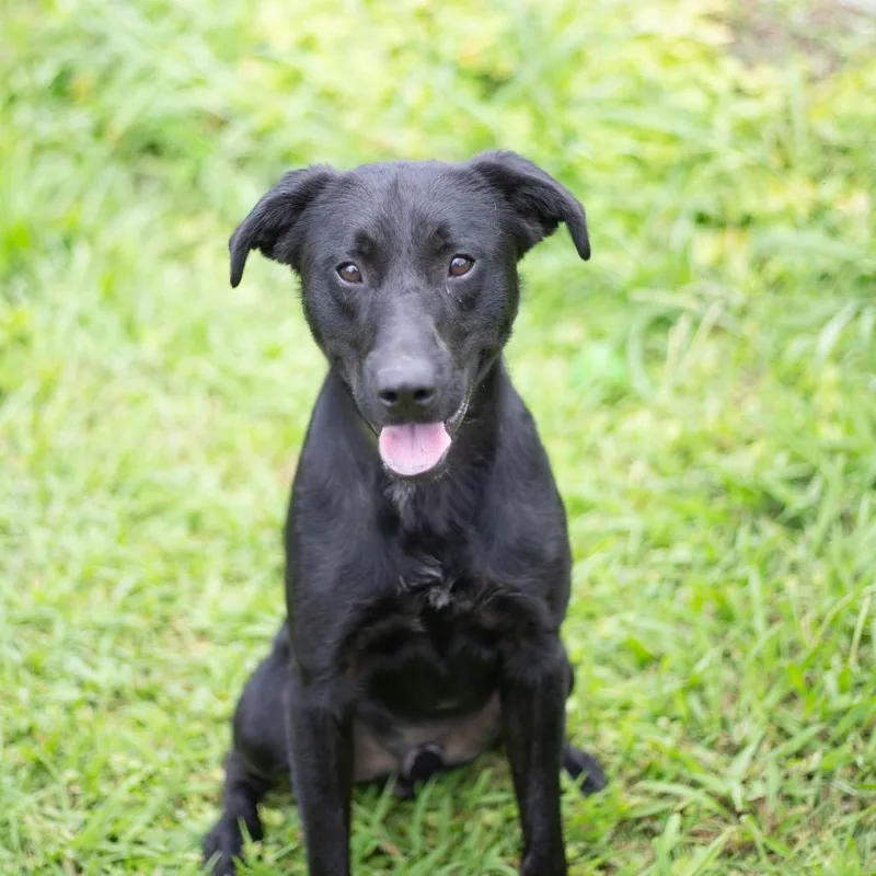 A young medium-sized male Black Labrador Retriever dog named Buzzy for adoption in Brownsboro, AL
