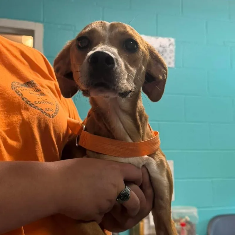 An adult small-sized female Yellow / Tan / Blond / Fawn Mixed Breed dog named Buttercup for adoption in Shinnston, WV