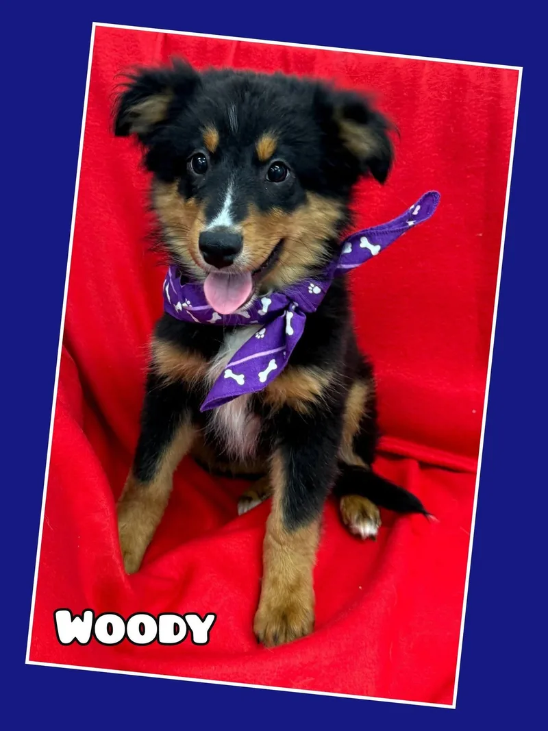 Woody