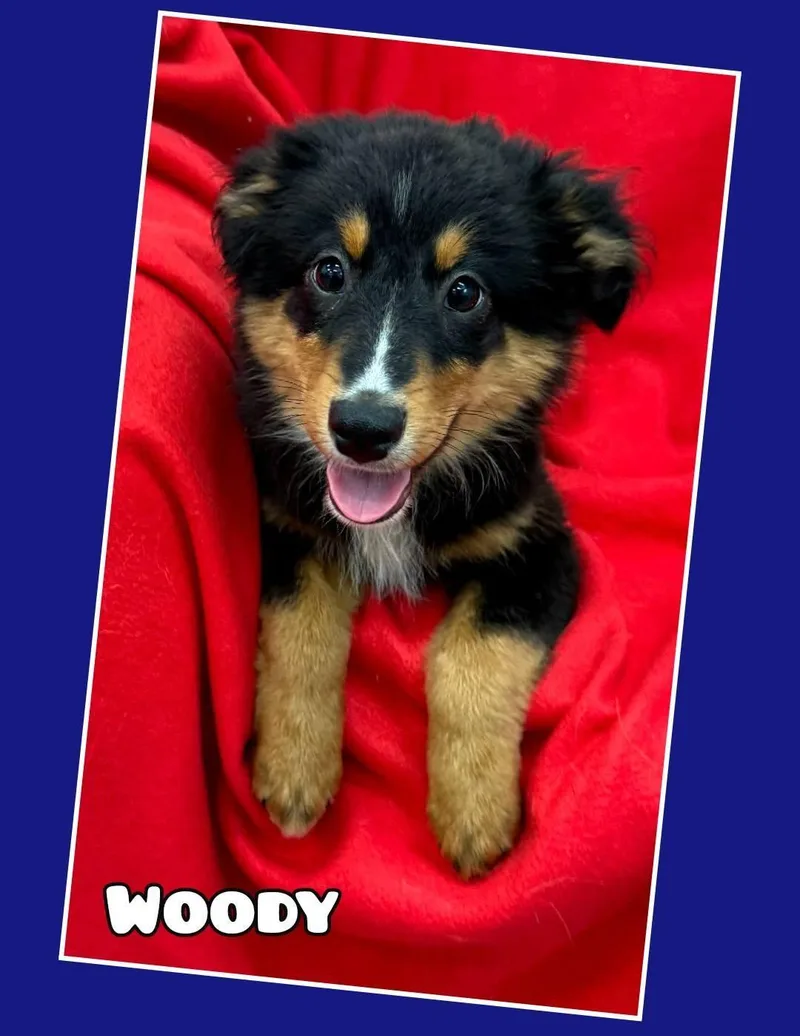 Woody thumbnail 2