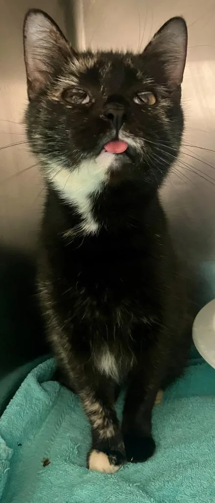 An adult medium-sized female Domestic Short Hair cat named Olive for adoption in Lima, OH