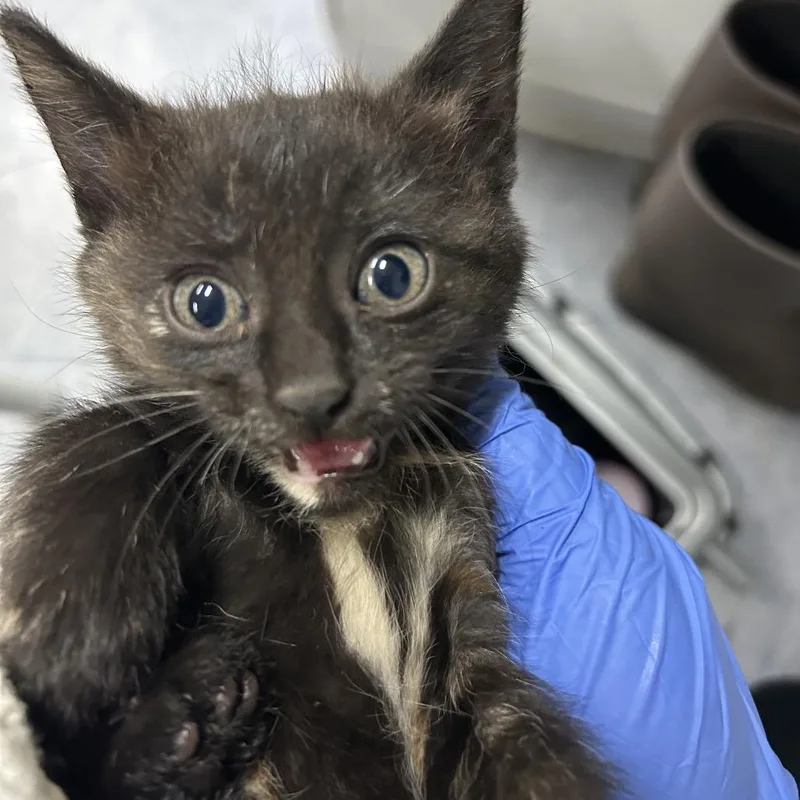 A baby small-sized female Tortoiseshell Domestic Short Hair cat named Gloria for adoption in Charlottesville, VA