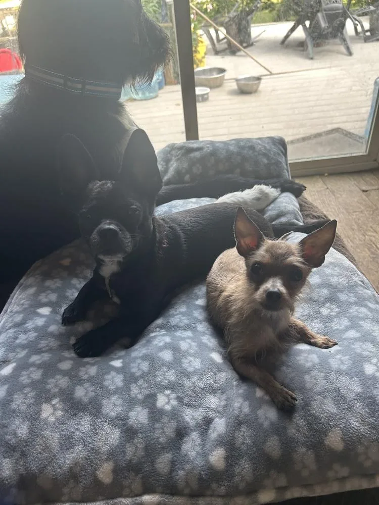 Koko and Nugget