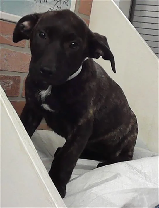 A baby small-sized female Staffordshire Bull Terrier dog named Sapphire for adoption in Houston, TX