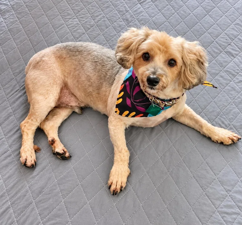 A senior small-sized male Yorkshire Terrier dog named Prince for adoption in Oxford, MI