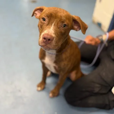 A young medium-sized female Mixed Breed dog named Chickpea for adoption in Pensacola, FL