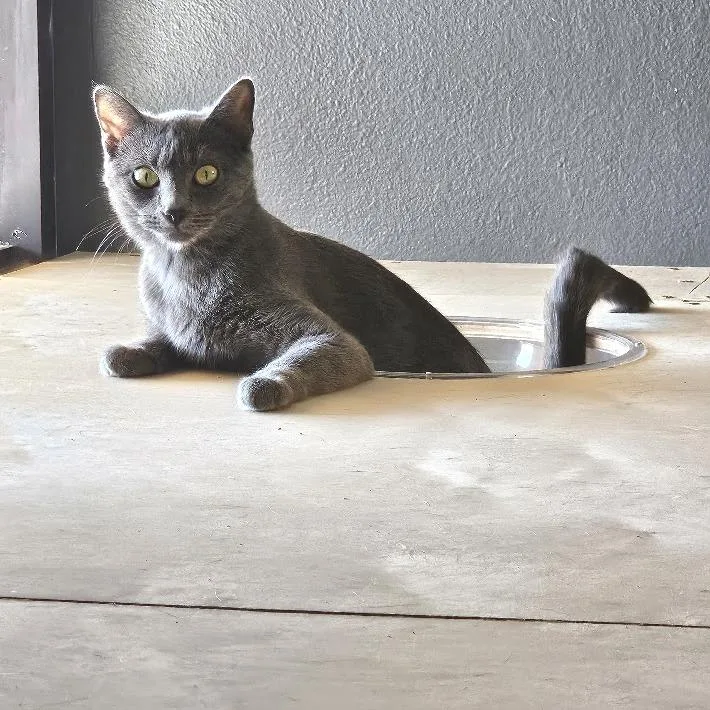 An adult medium-sized female Gray / Blue / Silver Domestic Short Hair cat named Laurel for adoption in Las Vegas, NV