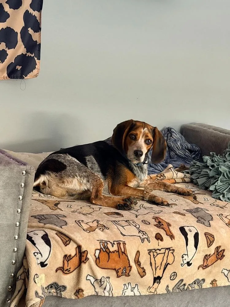 An adult medium-sized male Tricolor (Brown, Black, & White) Beagle dog named Hogan for adoption in Grove City, OH