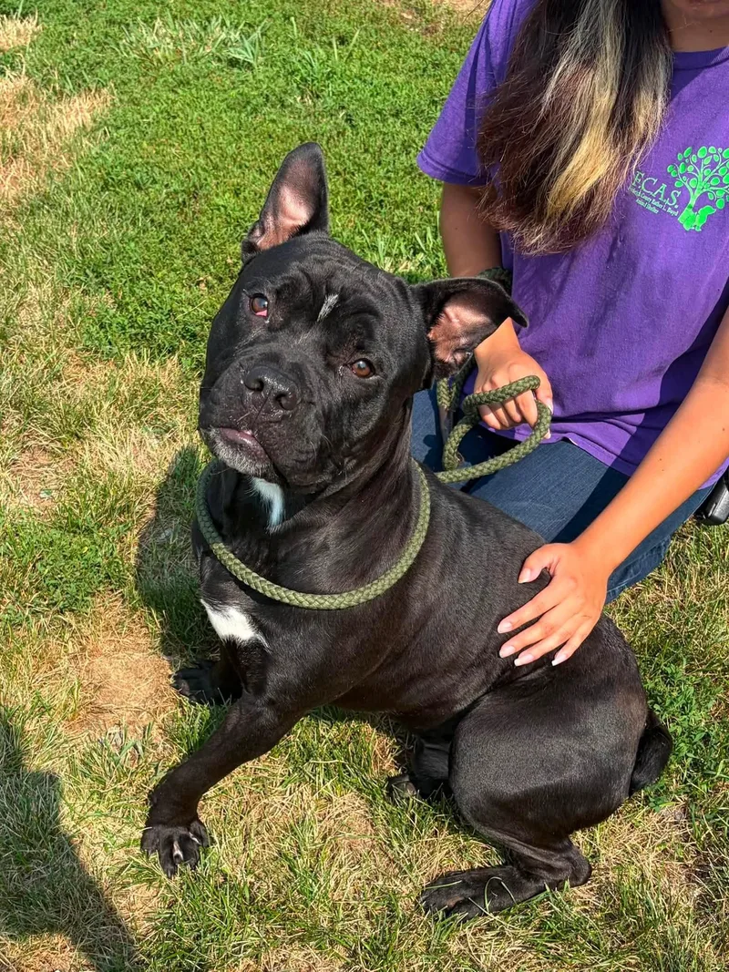An adult medium-sized male Black American Bully dog named Stuart for adoption in Winchester, VA