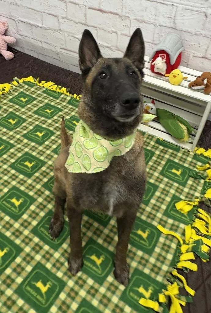 Magnolia thumbnail 2