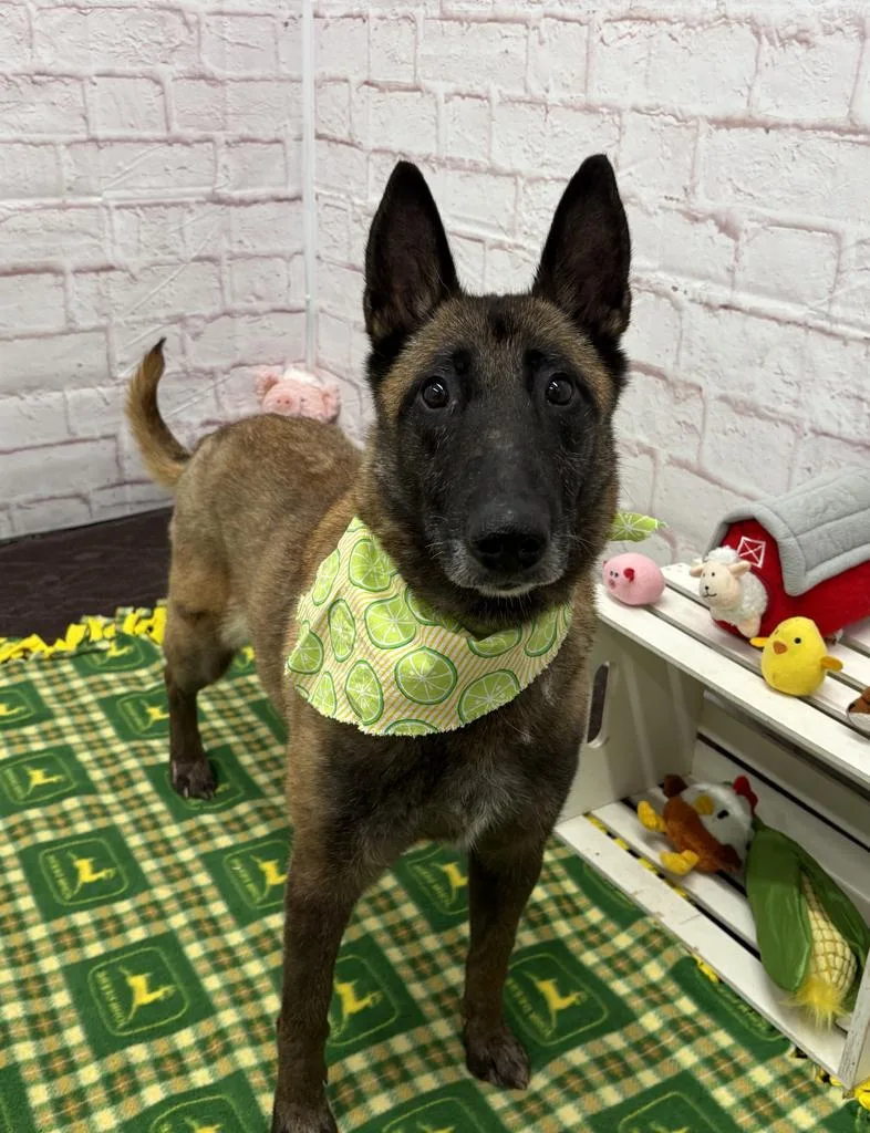 Magnolia thumbnail 3