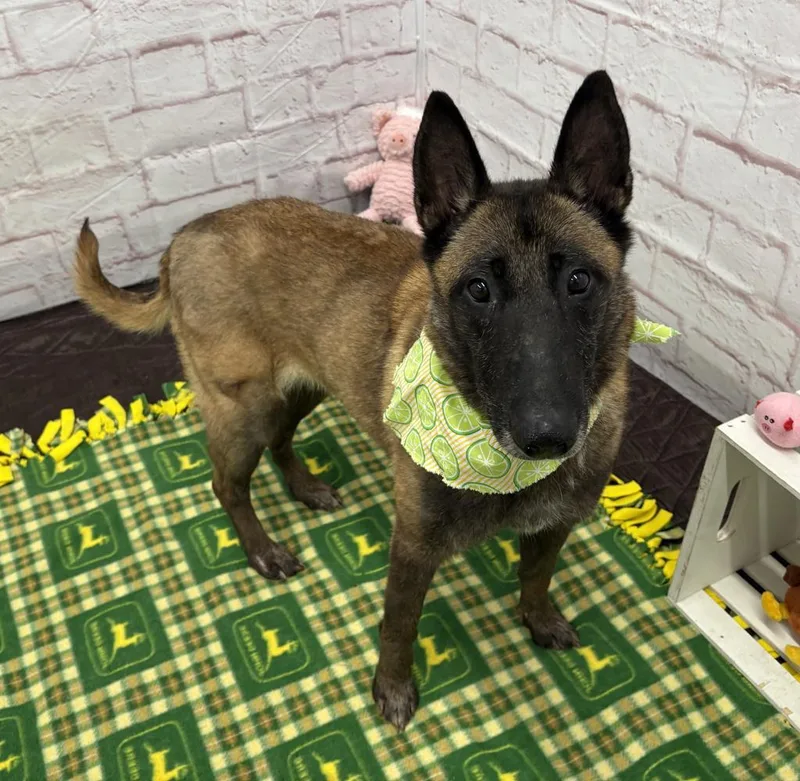 Magnolia thumbnail 4