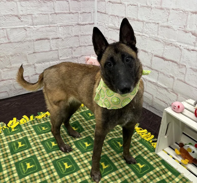 Magnolia thumbnail 5