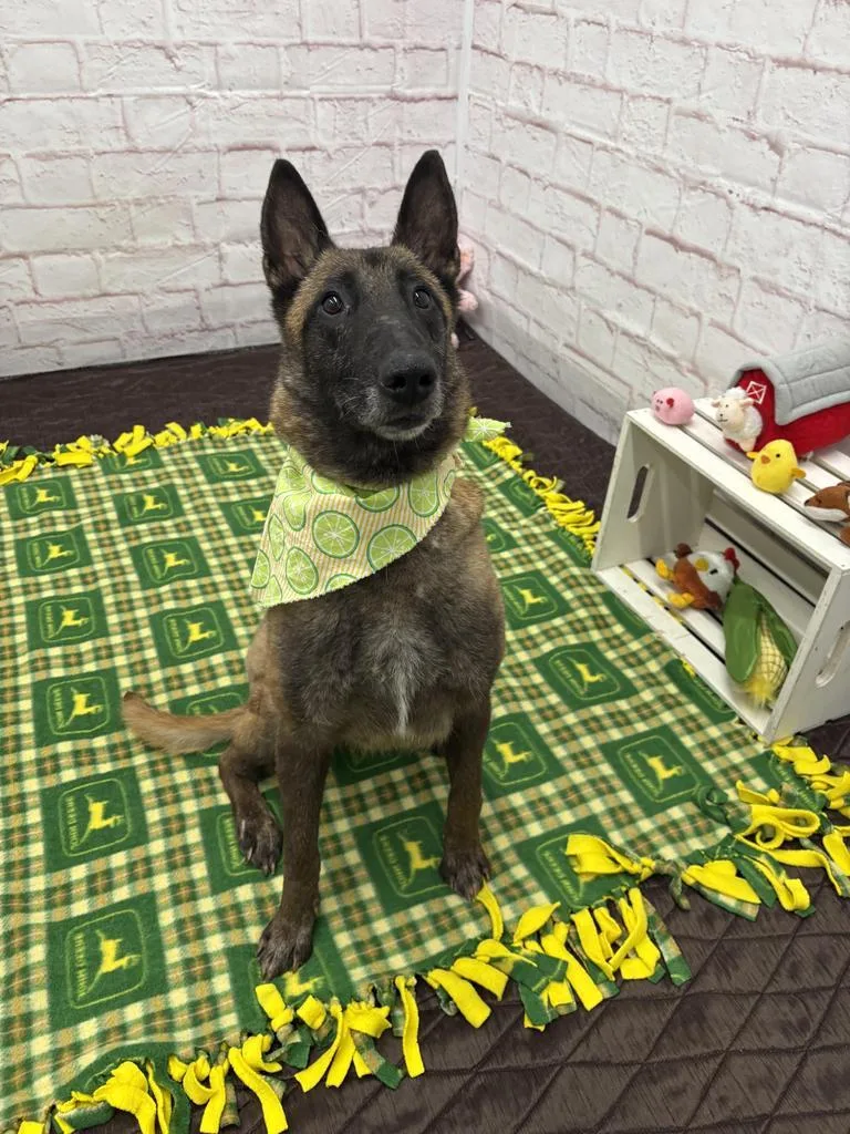 Magnolia thumbnail 6