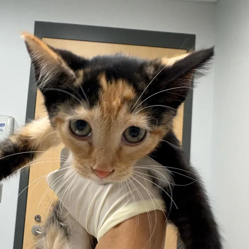 A baby small-sized female Calico Domestic Short Hair cat named Tofutti for adoption in Jacksonville, FL
