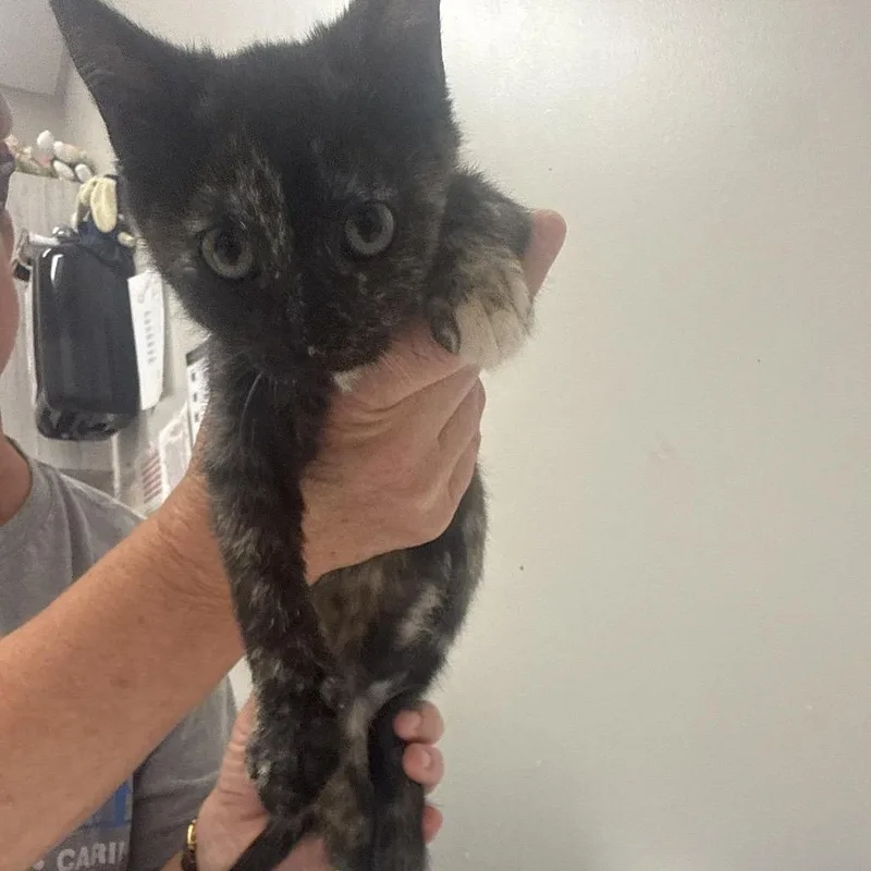 A baby small-sized female Tortoiseshell Domestic Short Hair cat named Lida Bida Boda Butt for adoption in Chattanooga, TN